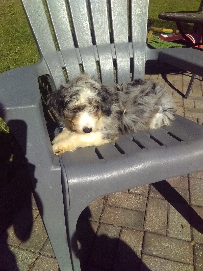 2 15wk old mini Aussiedoodle males — picture 2