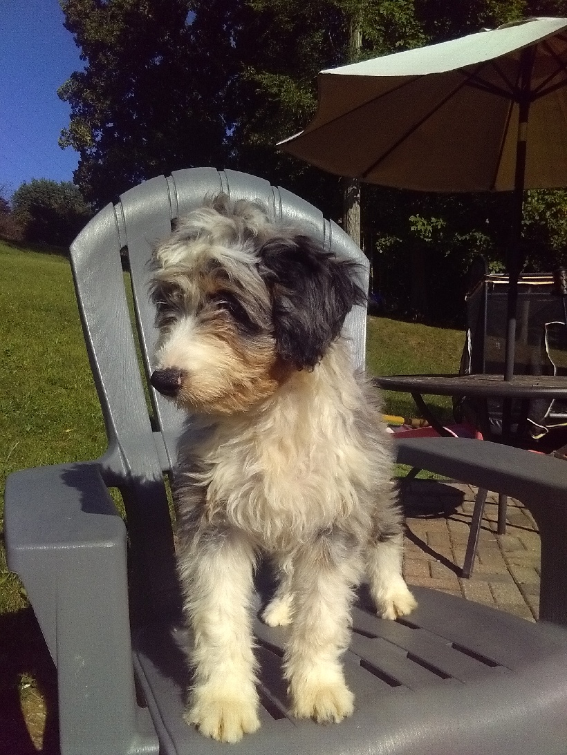 2 15wk old mini Aussiedoodle males — picture 3
