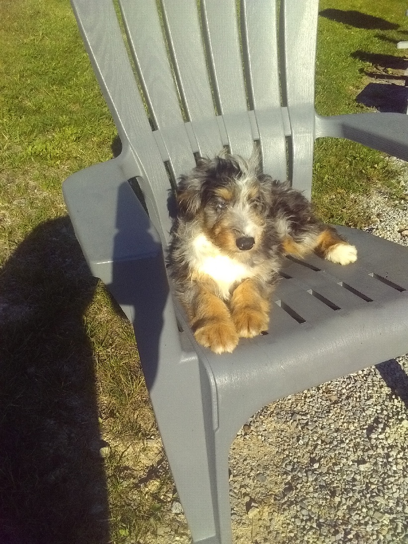 2 15wk old mini Aussiedoodle males — picture 4