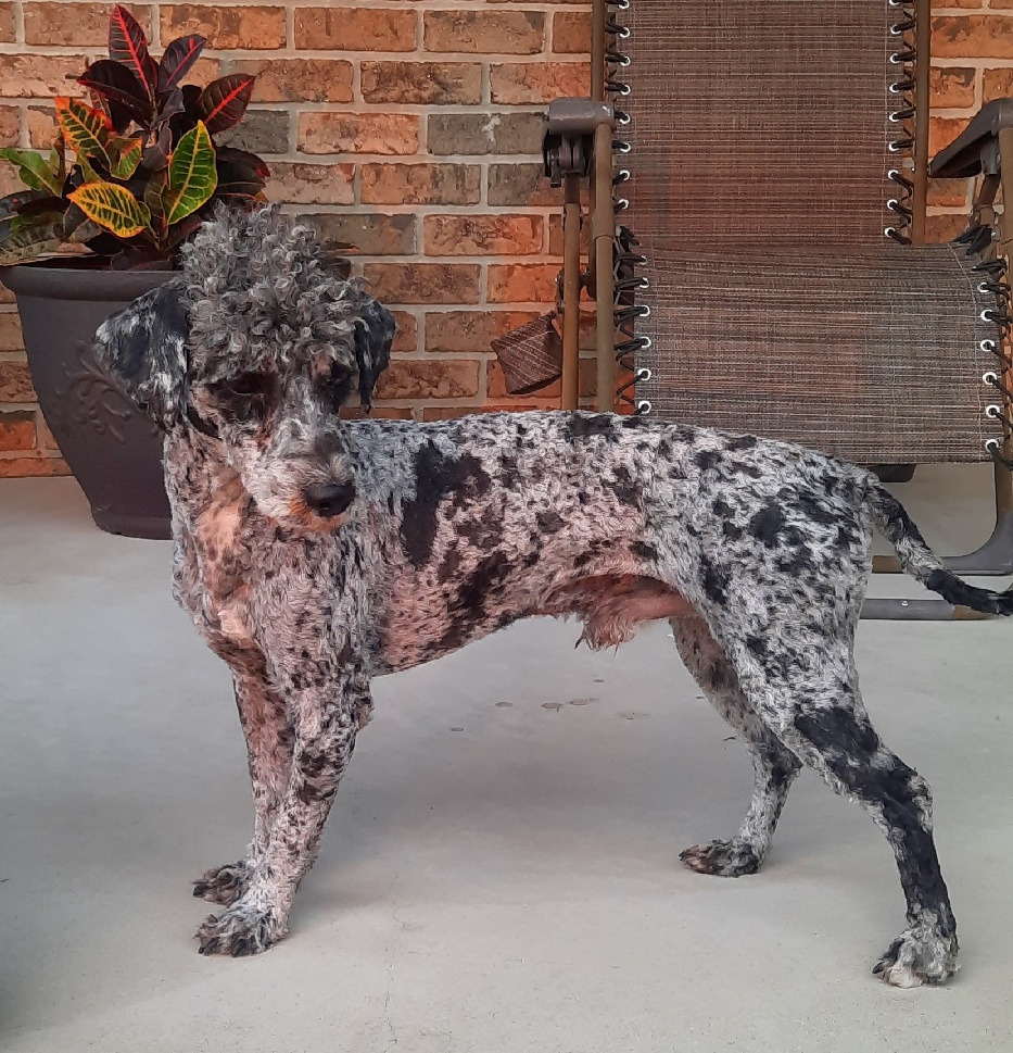 For Sale 1 Shi tzu female 15lbs ACA registered 4 years old ve… — picture 2